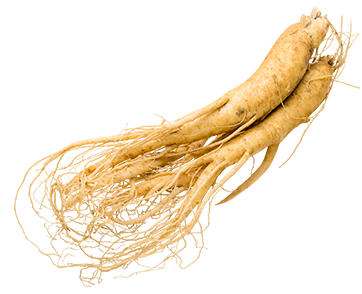 Eleuthero root
