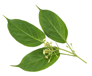 Gymnema Sylvestris