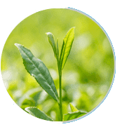 greentea (2)