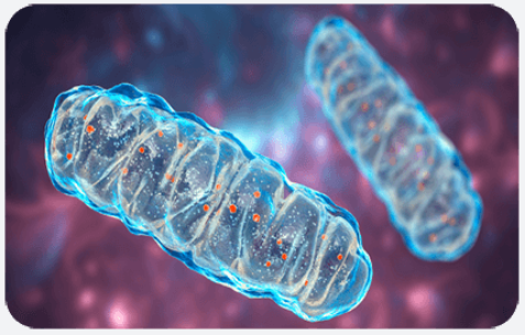 Mitochondrial